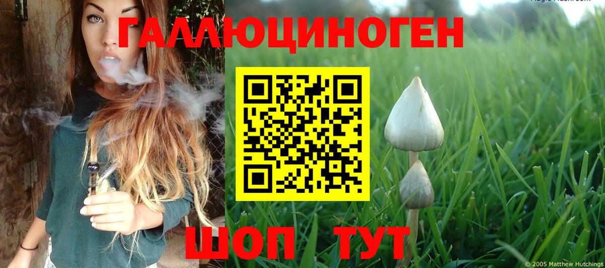 Псилоцибиновые грибы Psilocybe Шарыпово